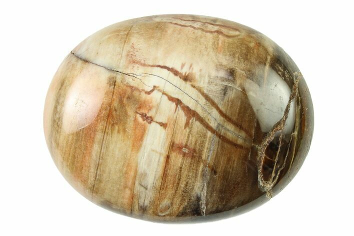 1.8" Petrified Wood Pocket Stones  - Photo 1